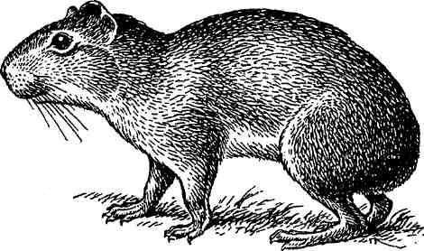 Морская свинка - imgEA3F.jpg