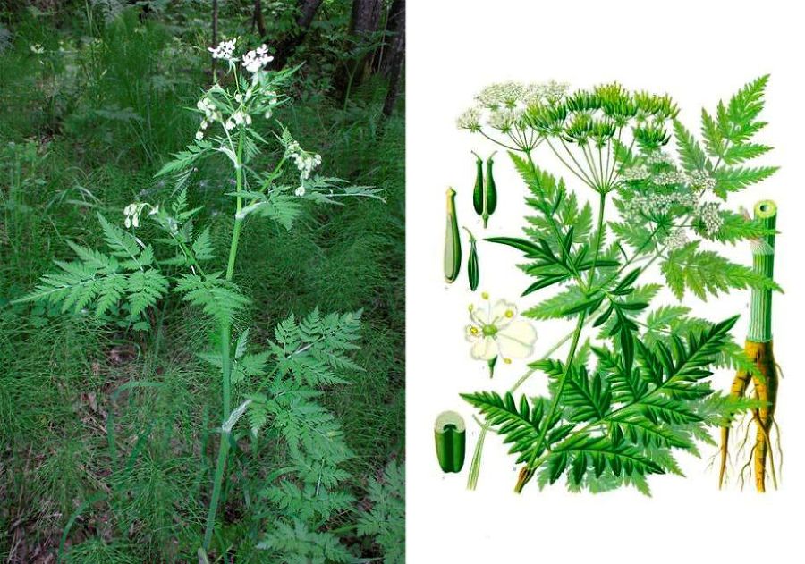 Радужное сыроедение - img71E3.jpg