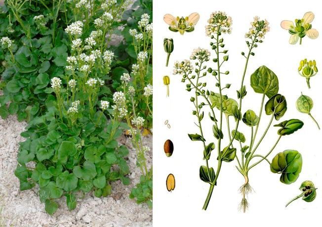 Радужное сыроедение - img85CE.jpg