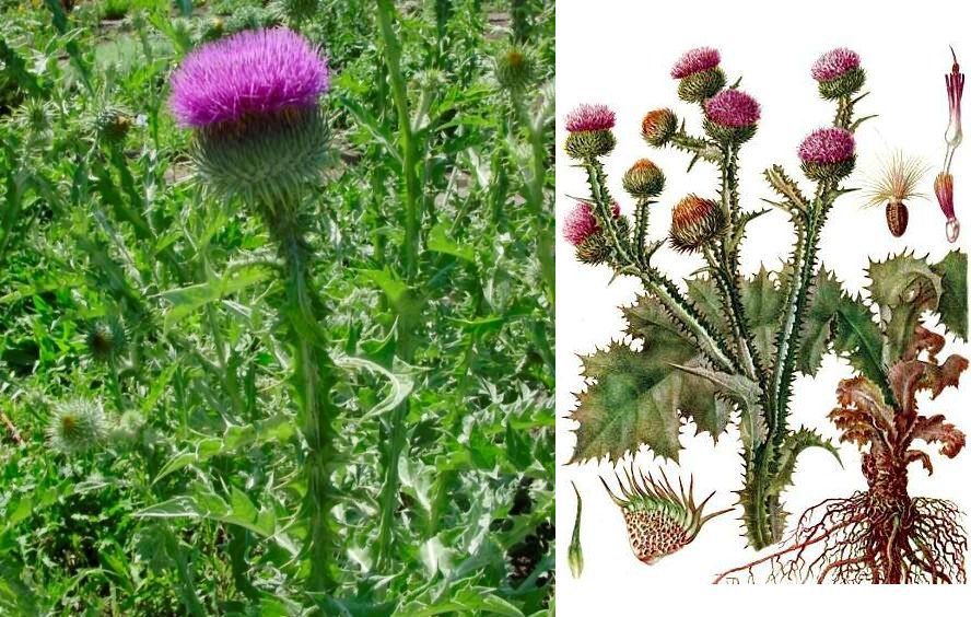 Радужное сыроедение - img304A.jpg