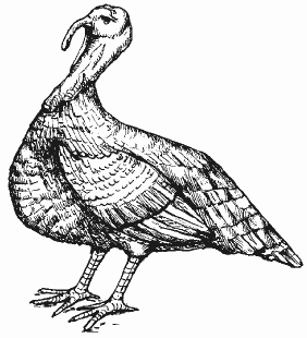 Болезни домашней птицы - i_020.png