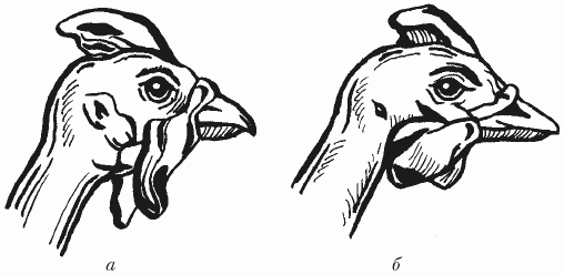 Болезни домашней птицы - i_021.png