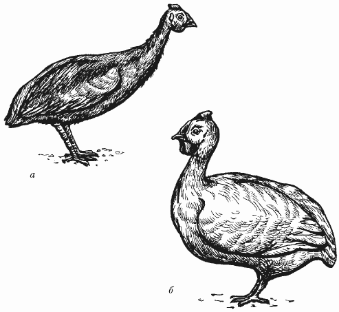 Болезни домашней птицы - i_022.png