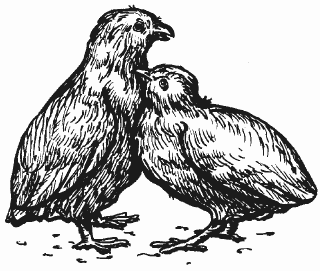 Болезни домашней птицы - i_023.png