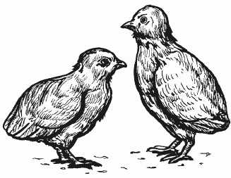 Болезни домашней птицы - i_024.png