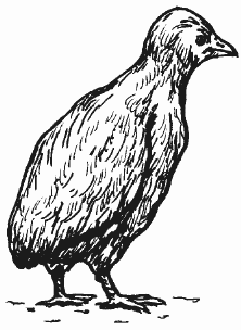 Болезни домашней птицы - i_025.png