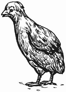 Болезни домашней птицы - i_026.png