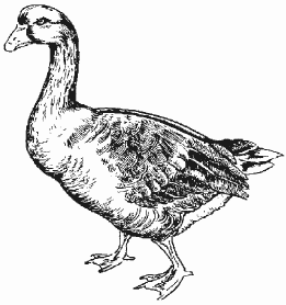 Болезни домашней птицы - i_028.png