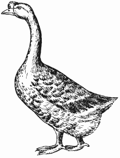 Болезни домашней птицы - i_029.png