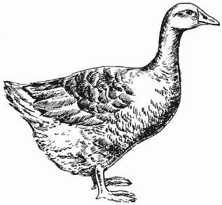 Болезни домашней птицы - i_030.png