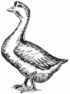 Болезни домашней птицы - i_031.png