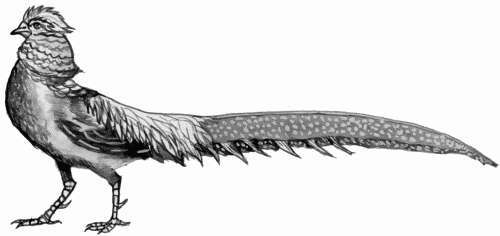 Болезни домашней птицы - i_035.jpg