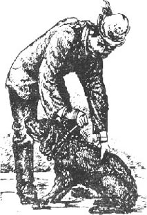 Дрессировка и натаска охотничьих собак - doc2fb_image_02000010.jpg