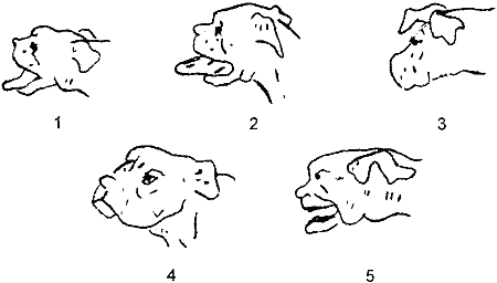 Думает ли собака? - i_004.png