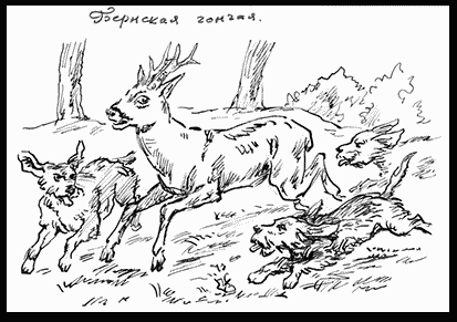 Собаки! - i_077.png