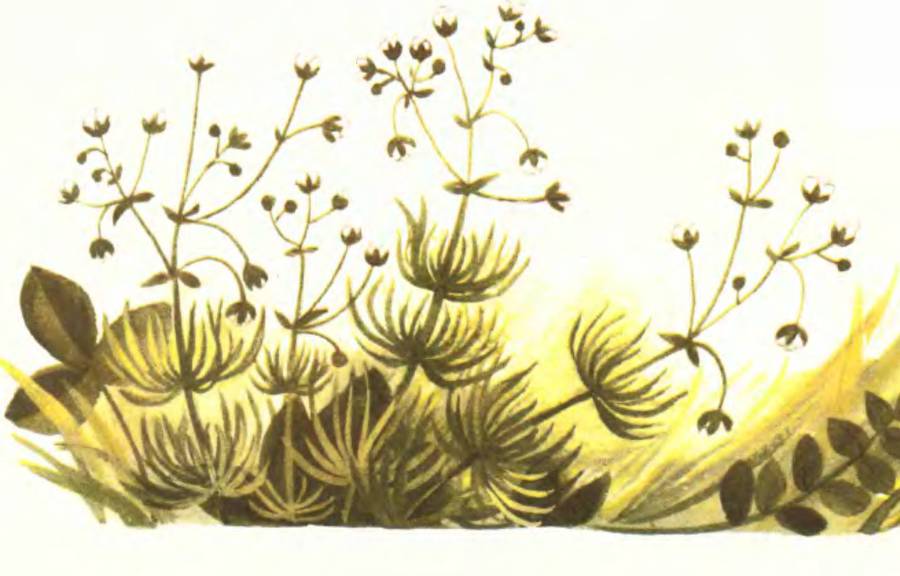 Тропинка полевая - _11.jpg