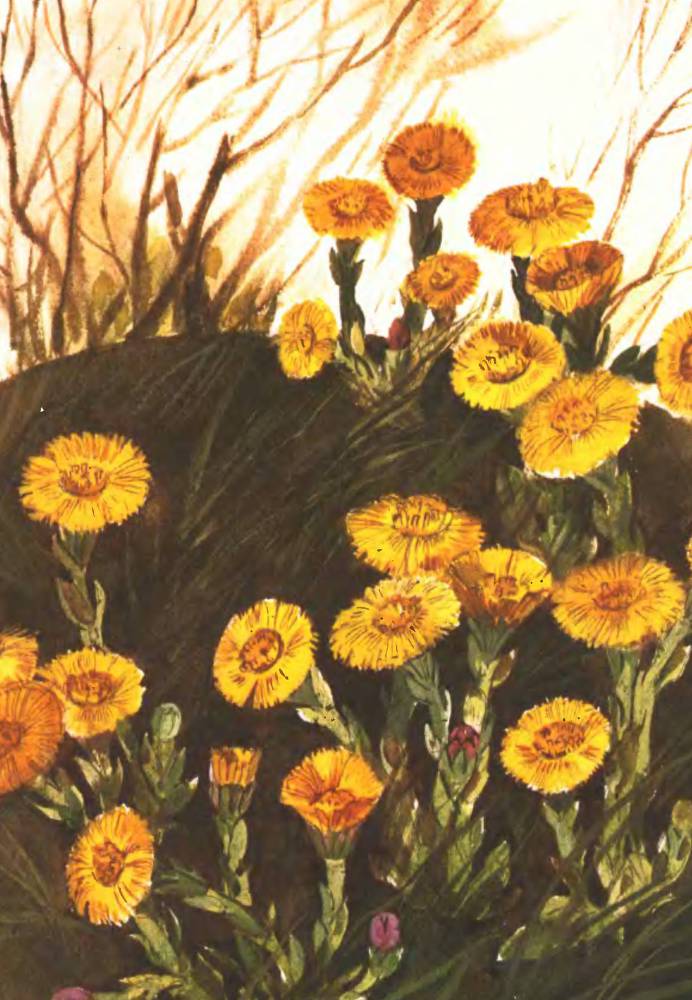 Тропинка полевая - _2.jpg