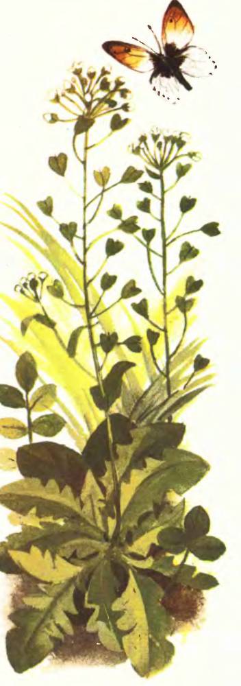 Тропинка полевая - _6.jpg