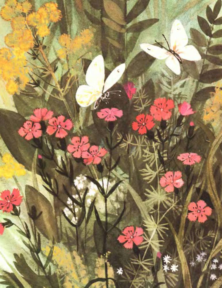 Тропинка полевая - _9.jpg