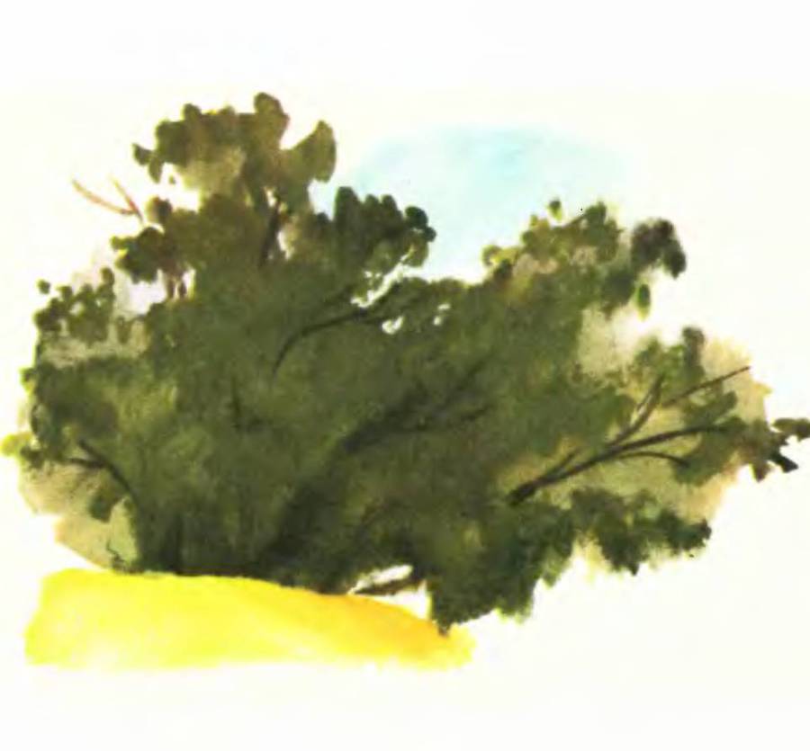 Тропинка полевая - _1.jpg