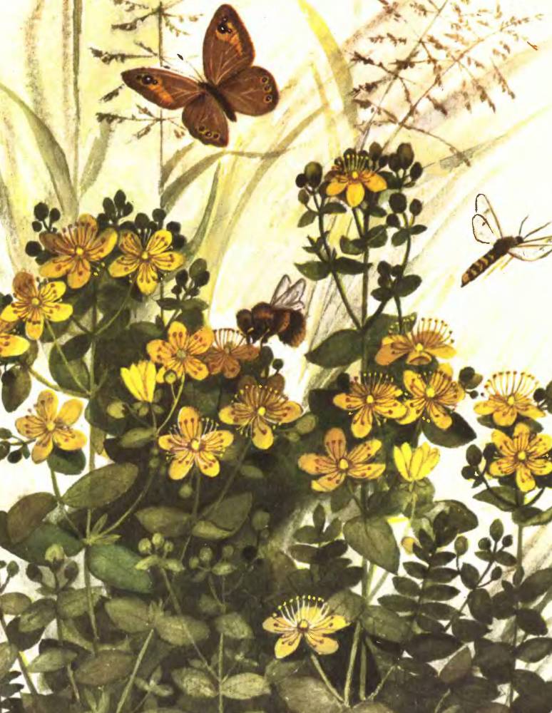 Тропинка полевая - _10.jpg