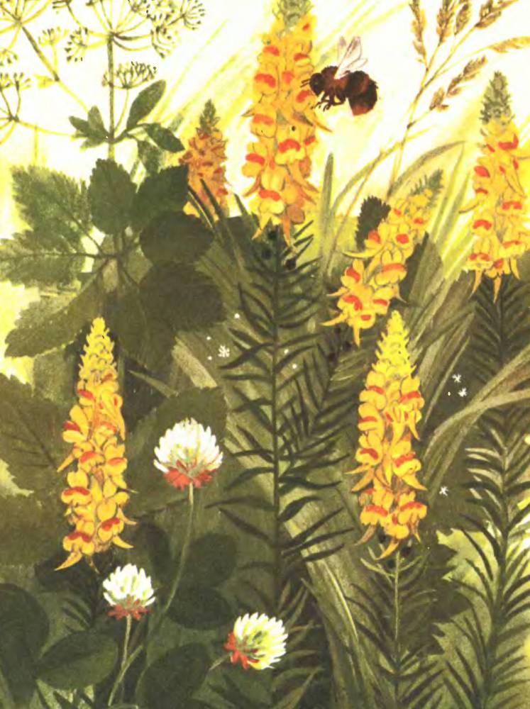 Тропинка полевая - _13.jpg