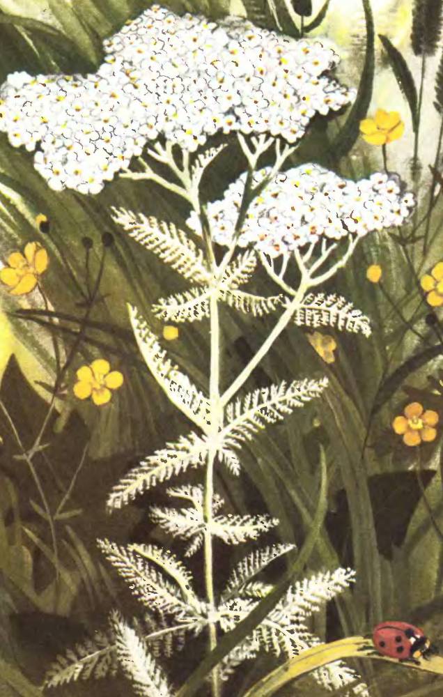 Тропинка полевая - _14.jpg