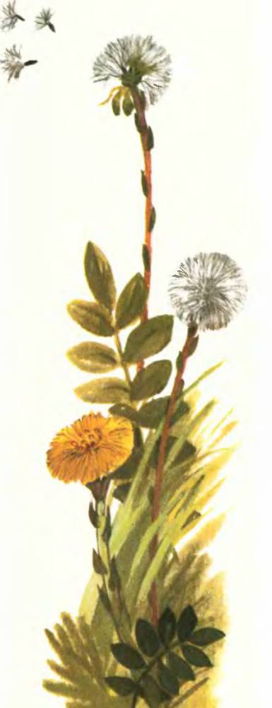 Тропинка полевая - _3.jpg