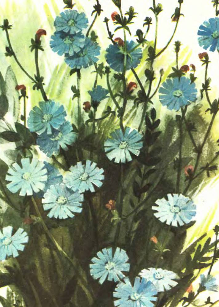 Тропинка полевая - _4.jpg