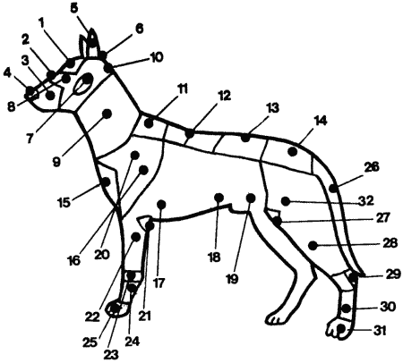 Общий экстерьер собак (Пособие для курсов судей-экспертов по собаководству) - i_001.png