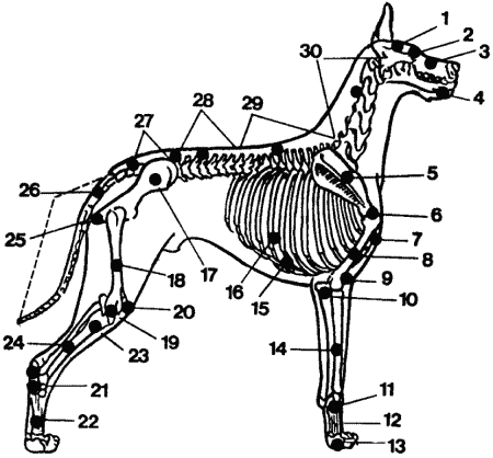 Общий экстерьер собак (Пособие для курсов судей-экспертов по собаководству) - i_002.png