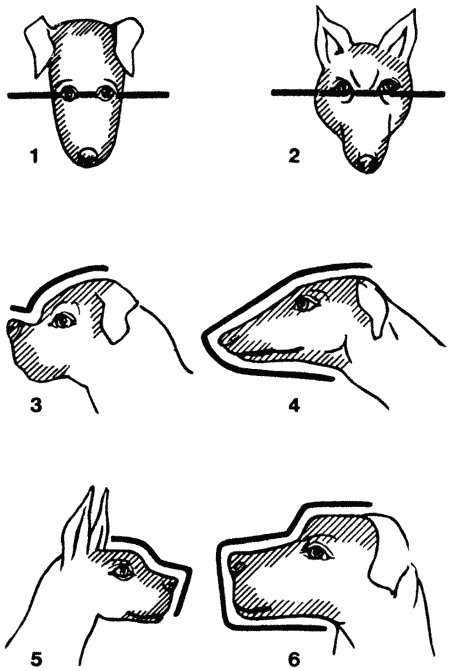 Общий экстерьер собак (Пособие для курсов судей-экспертов по собаководству) - i_003.png