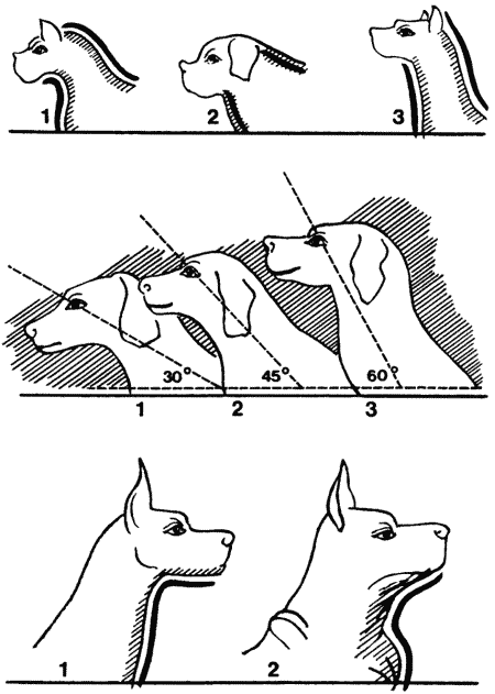 Общий экстерьер собак (Пособие для курсов судей-экспертов по собаководству) - i_010.png
