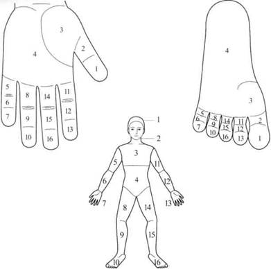 Су Джок семянотерапия - any2fbimgloader10.jpeg