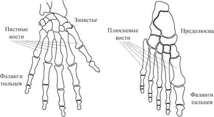 Су Джок семянотерапия - any2fbimgloader9.jpeg