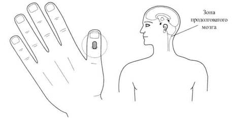 Су Джок семянотерапия - any2fbimgloader47.jpeg