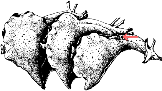 Анатомия однополого секса (СИ) - i_004.png
