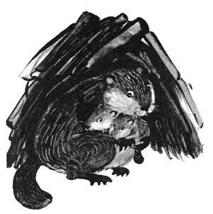 Торпи - pic_3.jpg