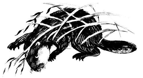 Торпи - pic_13.jpg