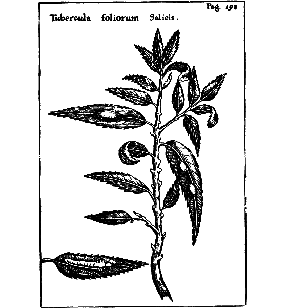Гомункулус - i_008.png