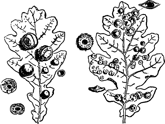 Гомункулус - i_009.png