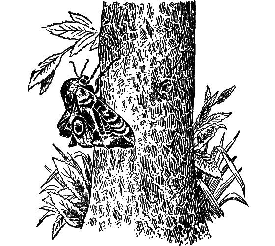 Гомункулус - i_163.png