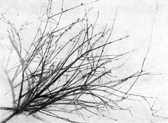 Гомункулус - i_164.jpg