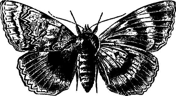 Гомункулус - i_167.png