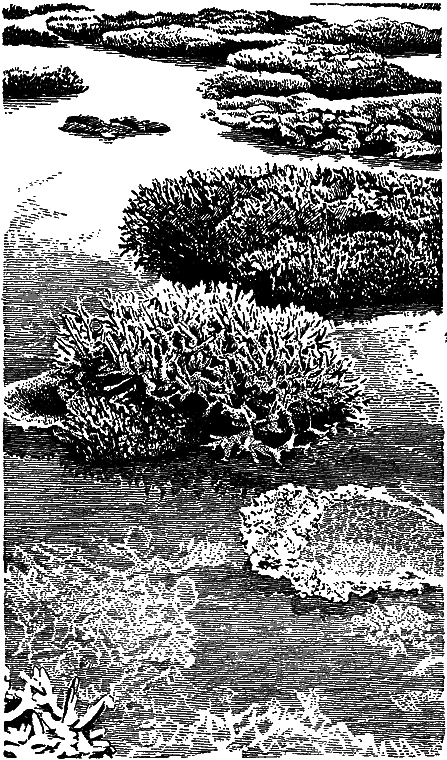 Гомункулус - i_172.png