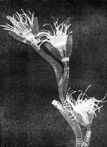 Гомункулус - i_173.jpg