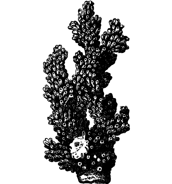 Гомункулус - i_174.png