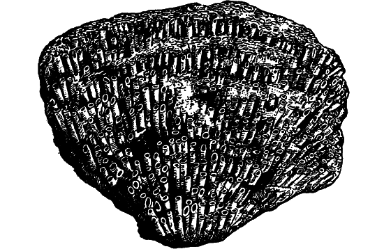 Гомункулус - i_175.png