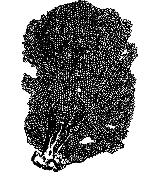 Гомункулус - i_176.png