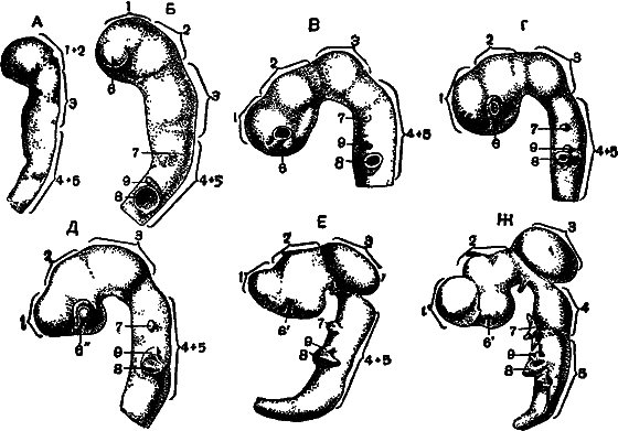 Гомункулус - i_183.png